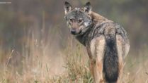 Informationsveranstaltung „Wolfsgebiet Senne – Eggegebirge“ 