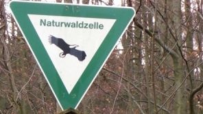 Naturwaldzelle (Foto: Kreis Paderborn - Umweltamt)