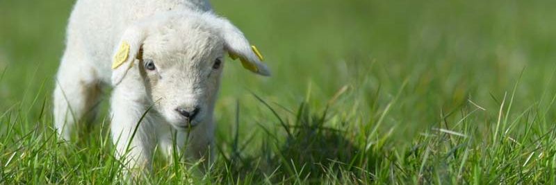 Informationen für Tierhhalter