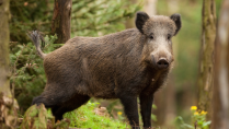 Afrikanische Schweinepest rückt näher: „Ein einzelnes Wurstbrot reicht“