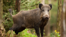 Afrikanische Schweinepest rückt näher: „Ein einzelnes Wurstbrot reicht“