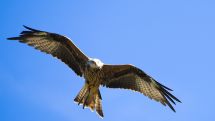 Geflügelpest bei Bussard nachgewiesen - weiter Stallpflicht für alles Geflügel 