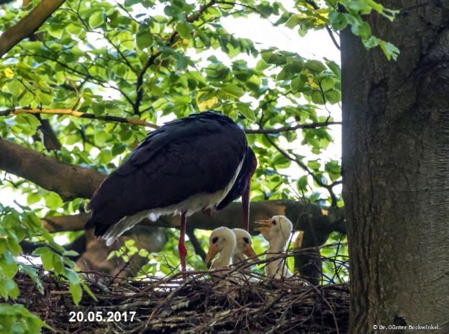 Schwarzstorch mit Jungen