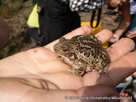 Fällt durch ihre roten Punkte und einzigartigen Geruch auf – Knoblauchkröte war einst in der Senne heimisch.  Foto: © NABU-Naturschutzstation Münsterland