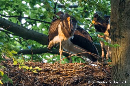 Drei Storchenkinder sind flügge geworden: Damit sie und ihre Eltern heil zu ihrem Horst zurückkommen, bleiben 10 Windräder für 10 Tage abgeschaltet  Bildnachweis: Dr. Günter Bockwinkel 