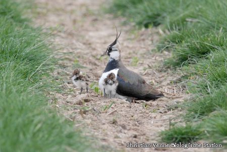 Kiebitzmutter mit ihren Jungen