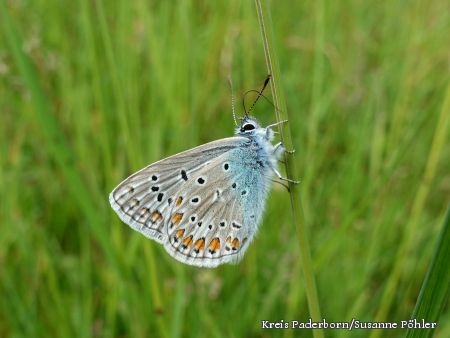 zu sehen ist in Nahaufnahme ein Schmettering der Art Bläuling icarus