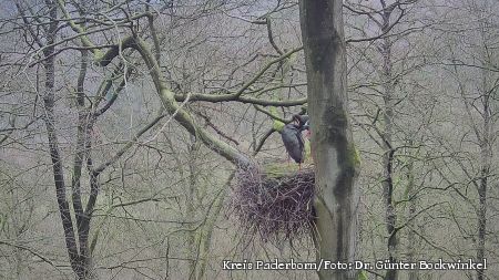 Zu sehen ist das Schwarstorch-Paar, das dabei ist, ein Nest zu bauen