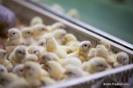 „Wirtschaftliche Interessen rechtfertigen zukünftig nicht mehr das Töten männlicher Küken. Es bleibt lediglich übergangsweise erlaubt, bis praxisreife Alternativen gefunden sind“. 