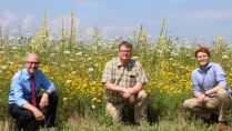 Wildpflanzen statt Mais zur Biogasgewinnung