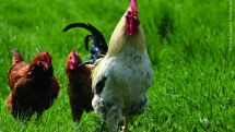 Geflügelpest breitet sich aus: Kreisveterinäre bitten Bevölkerung um Funde toter Wildvögel, Geflügelhalter sollten sich auf mögliche Aufstallungspflicht vorbereiten