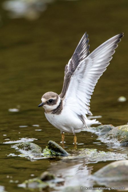 Vögel wie der Flussregenpfeifer bekommen in dem renaturierten Abschnitt der Lippe bei Paderborn-Sande neuen Lebensraum.