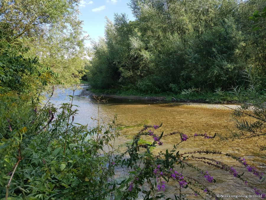 Die Lippesee-Umflut bietet bereits Lebensraum für stark bedrohte und besonders schützenswerte Gewässer- und Auenbewohner. Auch der neue Abschnitt könnte nach der Renaturierung so aussehen © Bezirksregierung Detmold