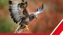 Fünfter Verdachtsfall von Geflügelpest im Kreis Paderborn bestätigt  