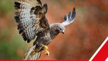 Geflügelpest: Aufstallpflicht für den gesamten Kreis Paderborn