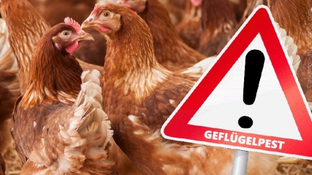 Geflügelpest in RietbergVarensell nachgewiesen Kreis Paderborn