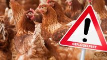 Kreis Paderborn hebt Schutzzonen zur Geflügelpest auf
