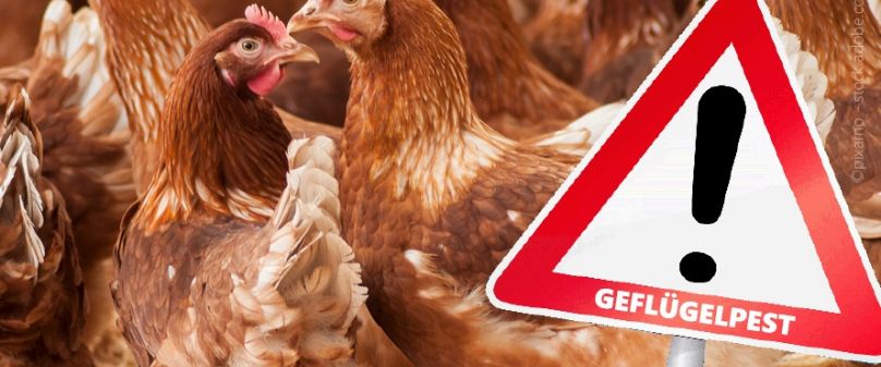 Kreis Paderborn hebt Schutzzonen zur Geflügelpest auf