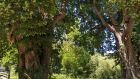 Baumschnittarbeiten an geschütztem Naturdenkmal in Büren
