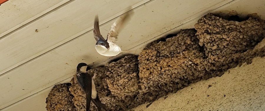 Mehlschwalben unter einem Dachüberstand Foto: Kreis Paderborn