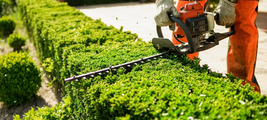 Heckenschnitt – was ist verboten, was ist zulässig? Foto: Adobe.stock.com - Carbonero Stock