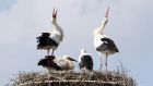Beginn der Brut- und Setzzeit der Wildtiere   