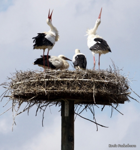 Klapperndes Weißstorchpaar mit zwei Jungvögeln © Biologische Station Kreis Paderborn/Senne