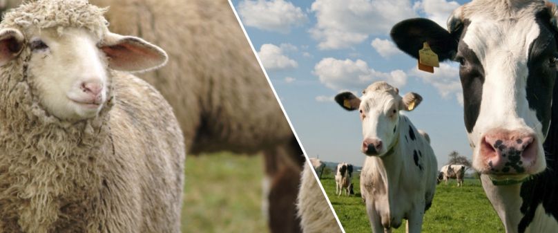 Blauzungenkrankheit: Veterinäramt des Kreises Paderborn informiert Tierhalter 