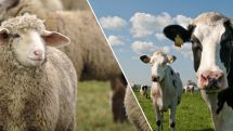Blauzungenkrankheit: Veterinäramt des Kreises Paderborn informiert Tierhalter 
