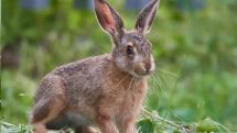 Hasenpest im Kreis Paderborn nachgewiesen