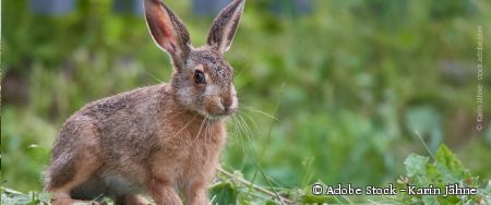 Hase