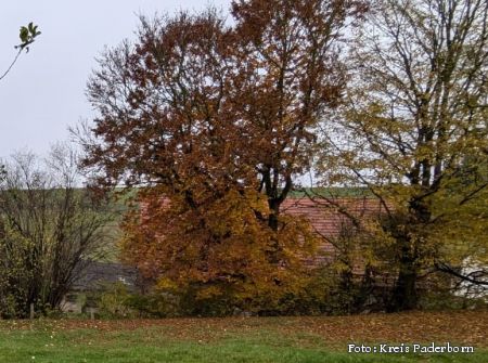 Laub