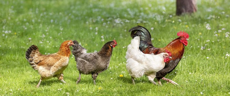 Geflügelpest: Überwachungszone in Delbrück-Lippling aufgehoben