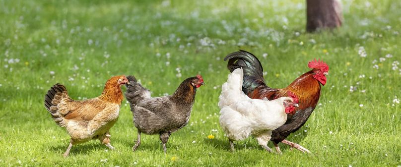 Aufhebung der Aufstallpflicht für Geflügel 