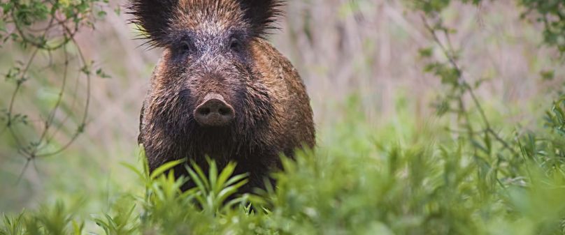 Kreis Paderborn trifft Vorsorgemaßnahmen zur Afrikanischen Schweinepest 