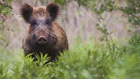 Afrikanische Schweinepest