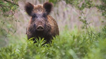 Kreis Paderborn trifft Vorsorgemaßnahmen zur Afrikanischen Schweinepest 
