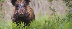 Afrikanische Schweinepest