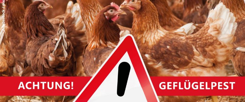 Weitere Fälle der ansteckenden Geflügelpest im Kreisgebiet sowie im Nachbarkreis Gütersloh