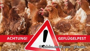 Virus grassiert im Delbrücker Land – Schutzmaßnahmen gelten weiterhin.© Adobe.stock.com - pixamo