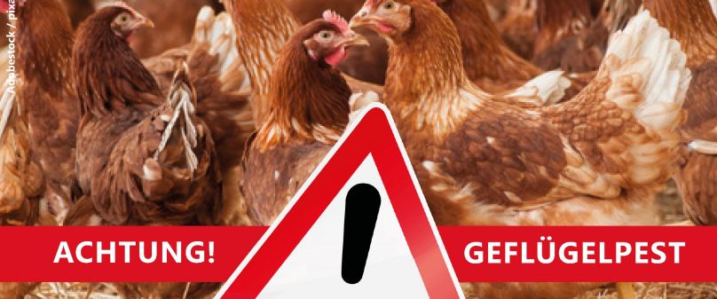 Neuer Geflügelpestfall in Delbrück-Westenholz