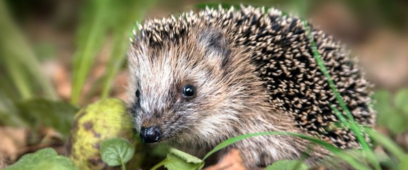 Schutz für Igel und Co.