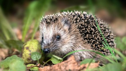 Schutz für Igel und Co.