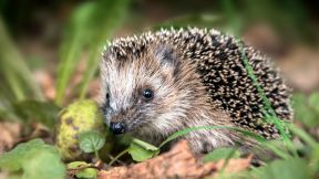 Schutz für Igel und Co.