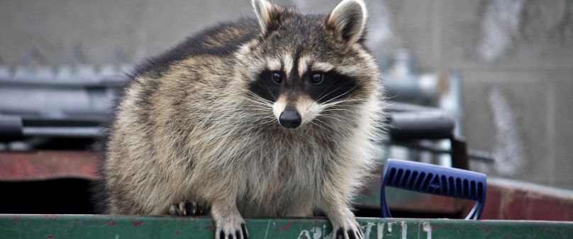 Wenn Marder und Waschbären zu Nachbarn werden