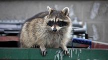Wenn Marder und Waschbären zu Nachbarn werden
