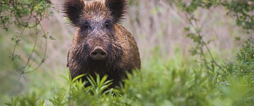Kreis Paderborn führt Schwarzwildprämie ein 