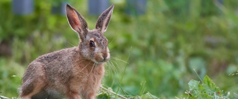 Hasenpest im Kreis Paderborn nachgewiesen
