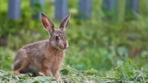 Hasenpest im Kreis Paderborn nachgewiesen