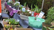 Pflanzen-Tausch-Börse an der Wewelsburg